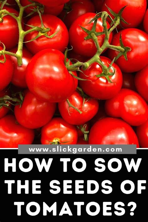 How To Sow The Seeds Of Tomatoes Modern Design In 2020 Tomato