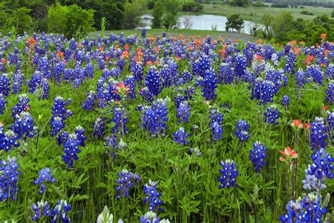 Where To Spot Bluebonnets In North Texas D Magazine