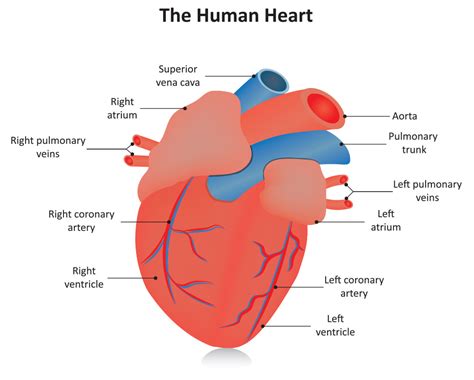 Adult Cardiovascular Consultation Setx Cardiology Associates