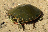 Painted Turtle (Chrysemys picta) - Amphibians and Reptiles of South Dakota