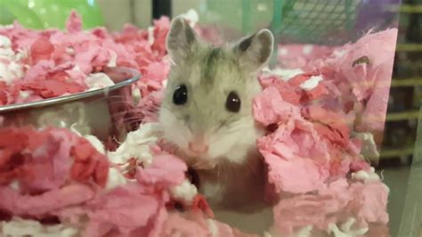 Chinese Dwarf Hamster At Petsmart With Jellybean Joy Youtube
