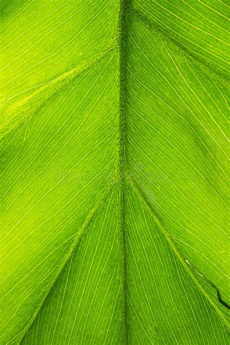 Macro Photo Of A Bright Green Tropical Plant Leaf Stock Photo Image