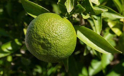 Best Lemon Varieties In India 8 Types Of Lemons • India Gardening