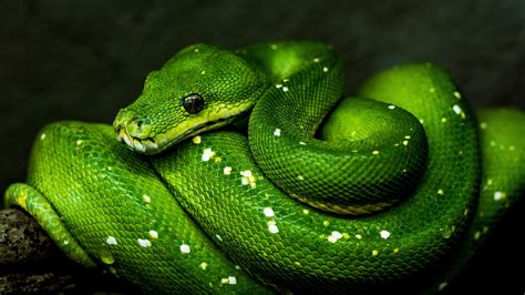 Download Wallpaper 2560x1440 Snake Green Reptile