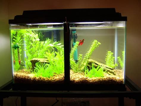Provide your betta sorority tank with lots of plants and hiding spots. please Post Pics of your bettas home here! - Page 25 ...