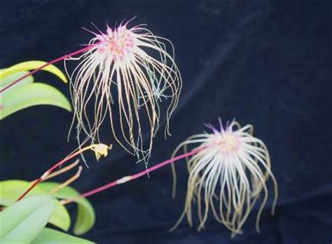Maybe you would like to learn more about one of these? bulbophyllum