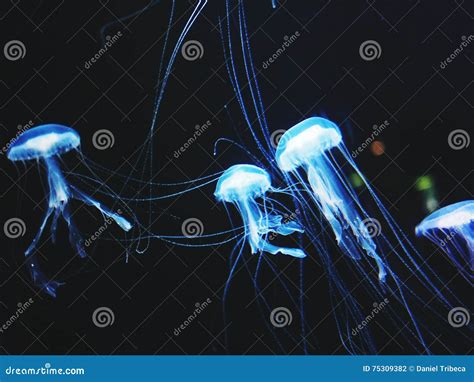 17 Glowing Sea Creatures Sea Creatures Glowing Amsterdam