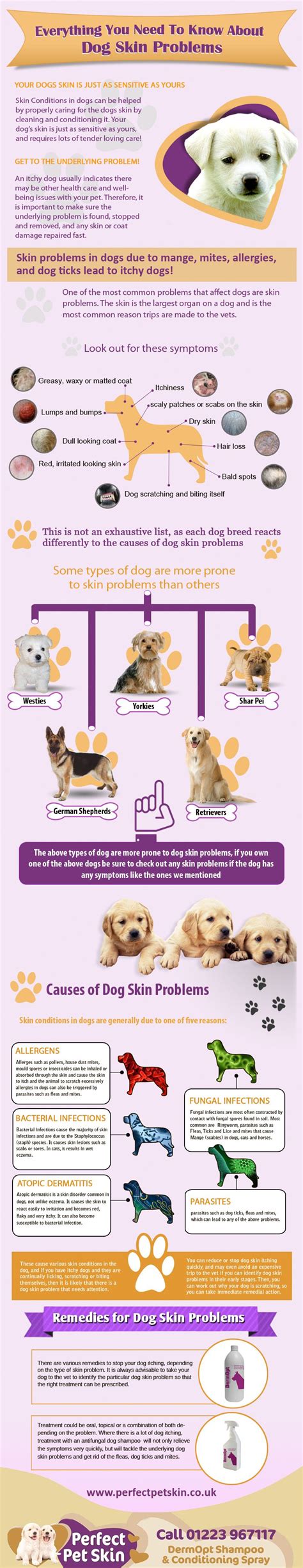 Everything You Need To Know About Dog Skin Problems Infographic Dog