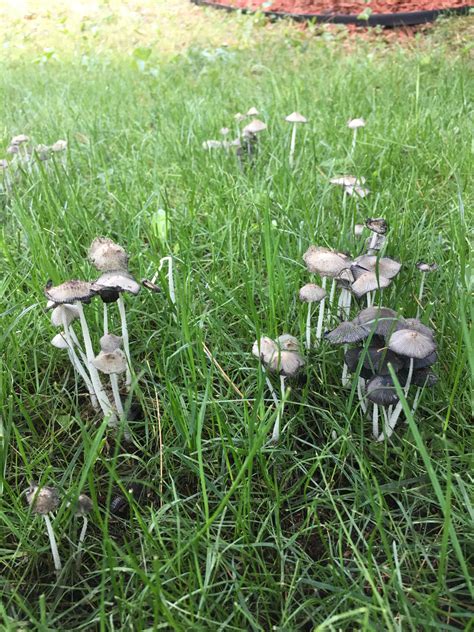Gardens, or yards, around medieval abbeys. Can anyone identify these mushrooms growing in my mulch ...