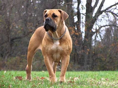 10 Of The Largest Dog Breeds In The World