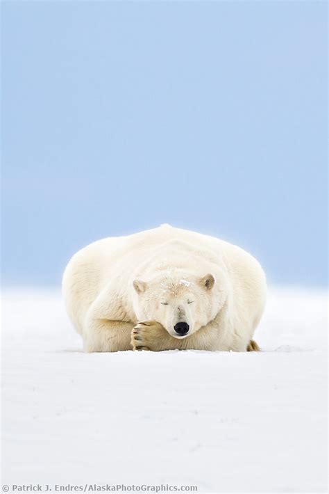 Polar Bear Sleeping In Alaskas Arctic