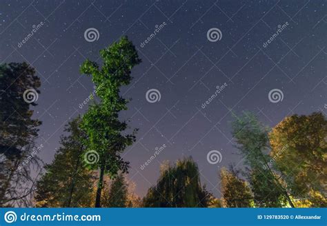 Beautiful Night Sky Milky Way And The Trees Autumn
