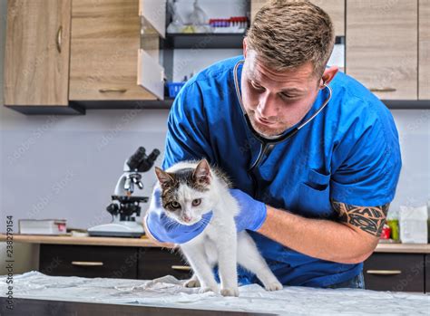 Veterinary Doctor Examining A Sick Cat With Stethoscope In A Vet Clinic
