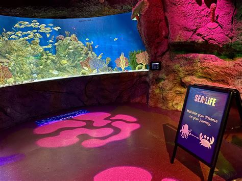 First Look Reopening Of Sea Life Orlando And Madame Tussauds Orlando