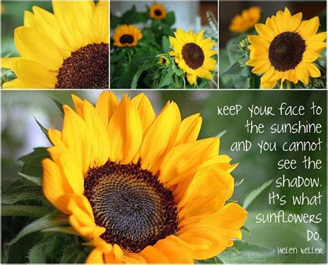Mosaic Monday ~ Sunflowers Grateful Prayer Thankful Heart