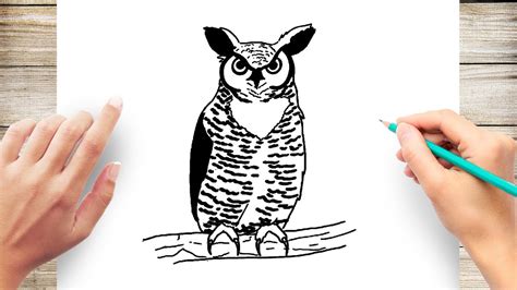 How To Draw A Great Horned Owl Youtube