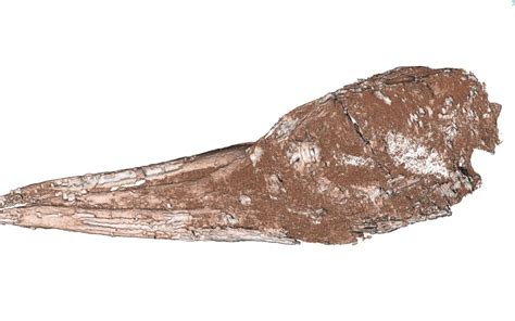 New Fossil Species Suggests Tropicbirds Originated In Zealandia Rnz News