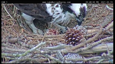 Lake Murray Osprey Lucy Lays 1st Egg Of Season Ricky Comes To Brood 411pm 3 19 2021 Youtube