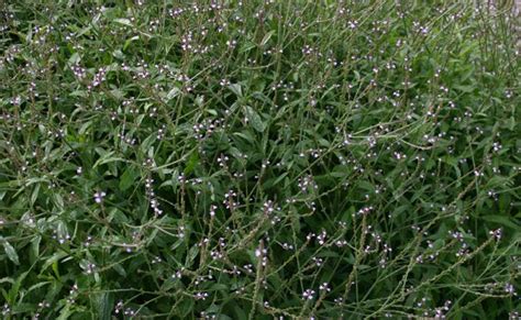Verveine Officinale Verbena Officinalis Herbe à Tous Les Maux