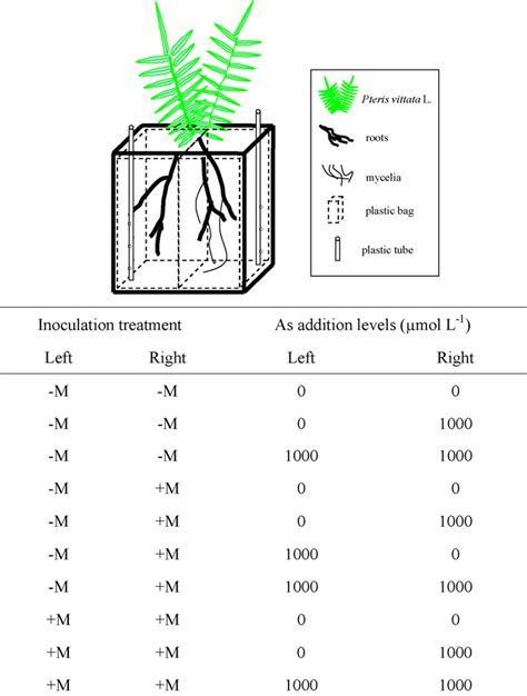 Figure 1 From Growth And Arsenic Uptake By Chinese Brake Fern