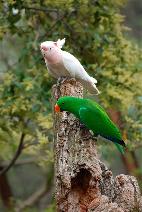 25 Cute And Sweet Parrot Pictures