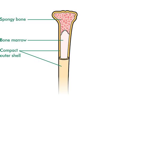 What Are Stem Cells And Bone Marrow Information And Support
