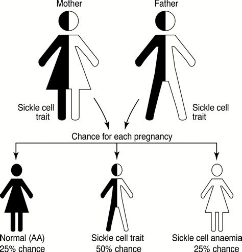 Inheritance Inheritance Pattern Of Sickle Cell Anemia