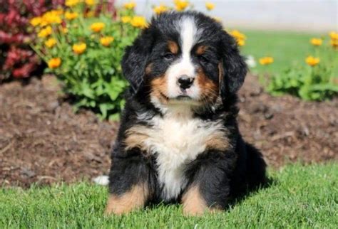 63 Cost Of A Bernese Mountain Dog Puppy Picture Bleumoonproductions