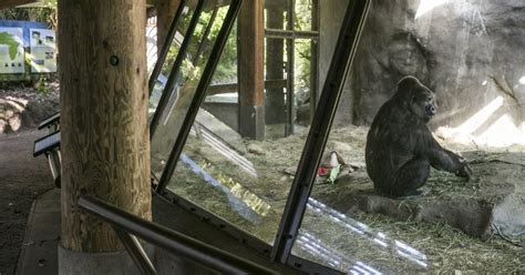 A Look Inside Seattles Woodland Park Zoo During The Coronavirus