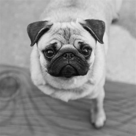 Pin By Lana Seibert On Pug Love ️ Cute Pugs Pugs Funny Pugs