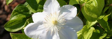 White Candida Flowers For Home And Garden