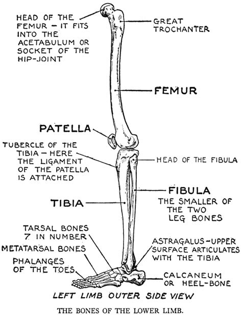 Diagram Knee Leg Bone Diagram Mydiagramonline