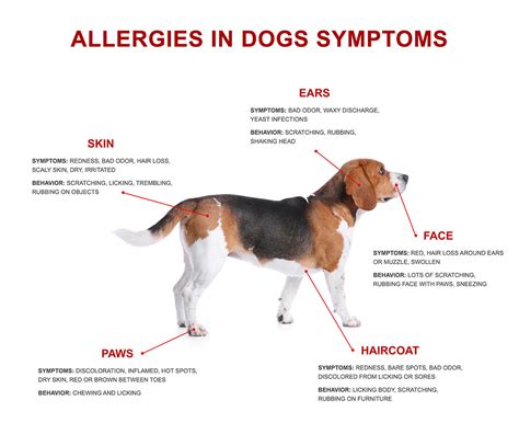 What Can I Do For My Dogs Seasonal Allergies