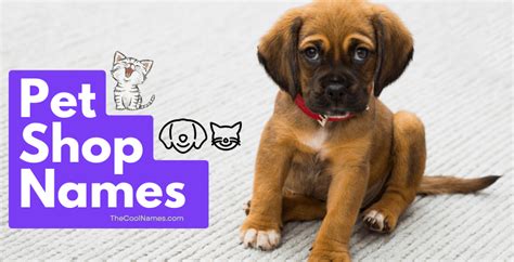 Pet Shop Names Catchy Unique And Perfect Name Ideas 2023