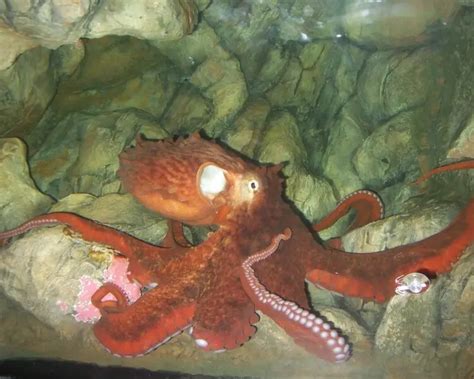 Giant Pacific Octopus Facts Diet Habitat And Pictures On Animaliabio
