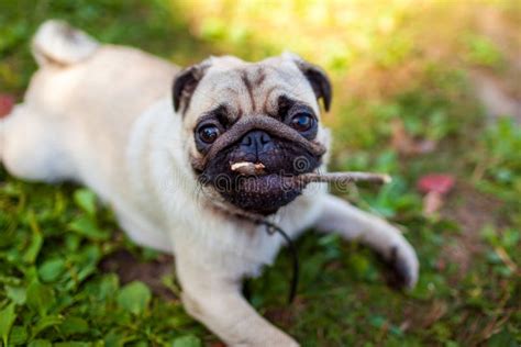 Pug Dog Biting A Stick And Lying On Grass In Park Happy Puppy Chewing