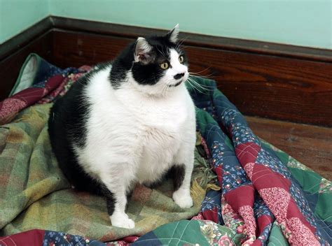 Meet Sprinkles The Neglected N J Fat Cat That Is The Equal Of A Pound Person Nj Com