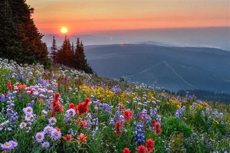 Alpine Blossom Festival Sun Peaks Resort