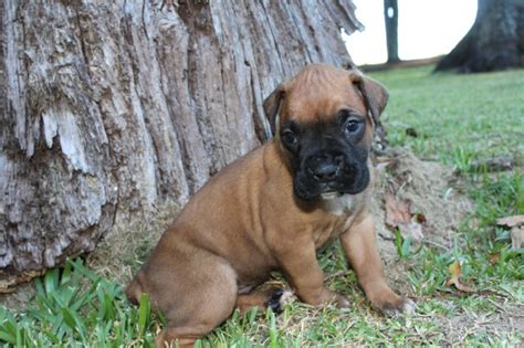 Having a boxer puppy is quite wonderful and rewarding. Boxer puppy dog for sale in Abbeville, South Carolina