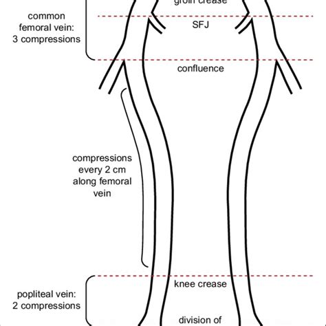 Schematic Diagram Of Deep Veins In The Lower Limbs Showing The