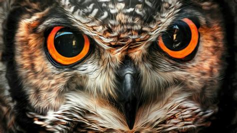 Big Owl Eyes Wallpaper Ojos De Buho Ojos De Animales Fotos De Buhos