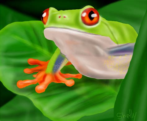 Tree Frog Drawings Sketchport
