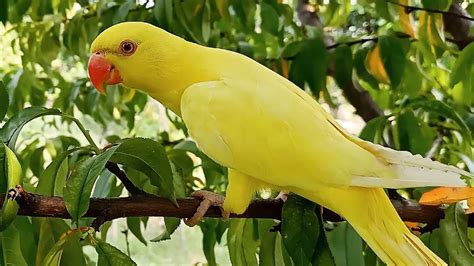 Baby Yellow Ringneck Parrot Super Cute Youtube