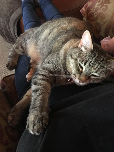 My cat rarely sits on my lap. I've been blessed. : cats