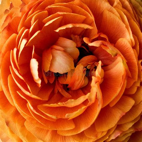 Beautiful Orange Ranunculus Flower Close Up Stock Image Image Of
