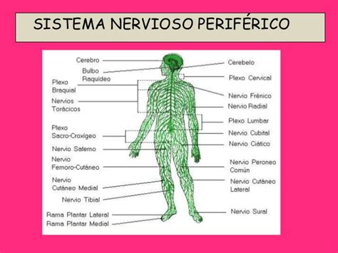 Sistema Nervioso Periférico Somático Autónomo Neurociencia Y Su