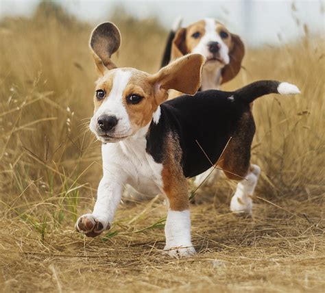 Tudo Sobre A Raça De Cachorro Beagle Entenda Melhor O Seu Cãozinho