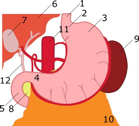 Anatomy Of Stomach Numbered Anatomy Of Stomach Full Size Png