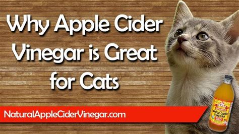 The Best Apple Cider Vinegar Natural Treatments For Cats Ringworm In