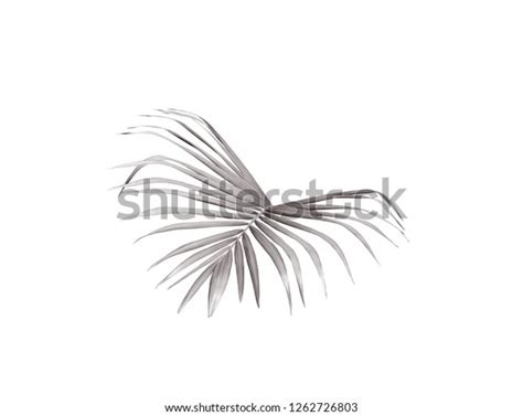 Black Palm Leaf Isolated On White Stock Photo 1262726803 Shutterstock